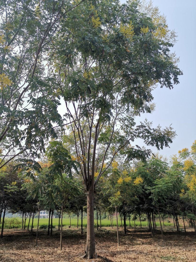 30-50大骨架移植栾树苗圃直供湖南益阳绿青苗木