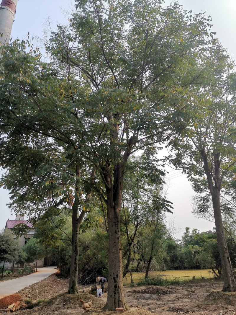 30-50大骨架移植栾树苗圃直供湖南益阳绿青苗木