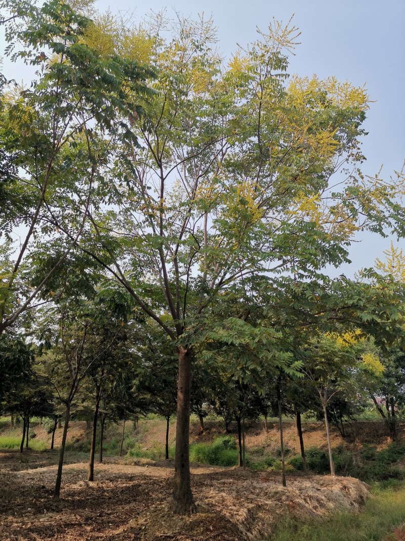 30-50大骨架移植栾树苗圃直供湖南益阳绿青苗木