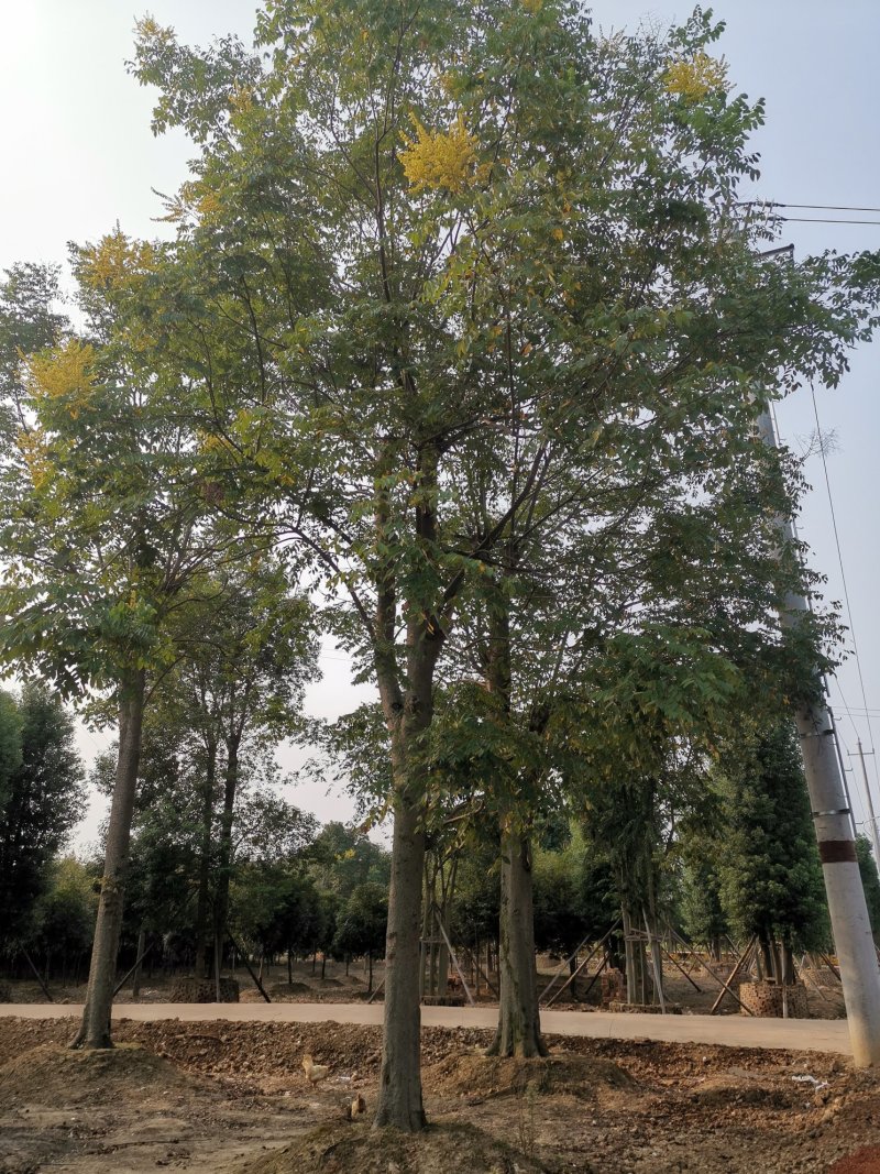 30-50大骨架移植栾树苗圃直供湖南益阳绿青苗木