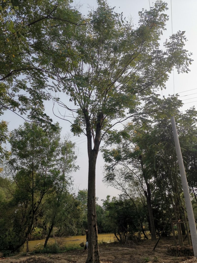 30-50大骨架移植栾树苗圃直供湖南益阳绿青苗木