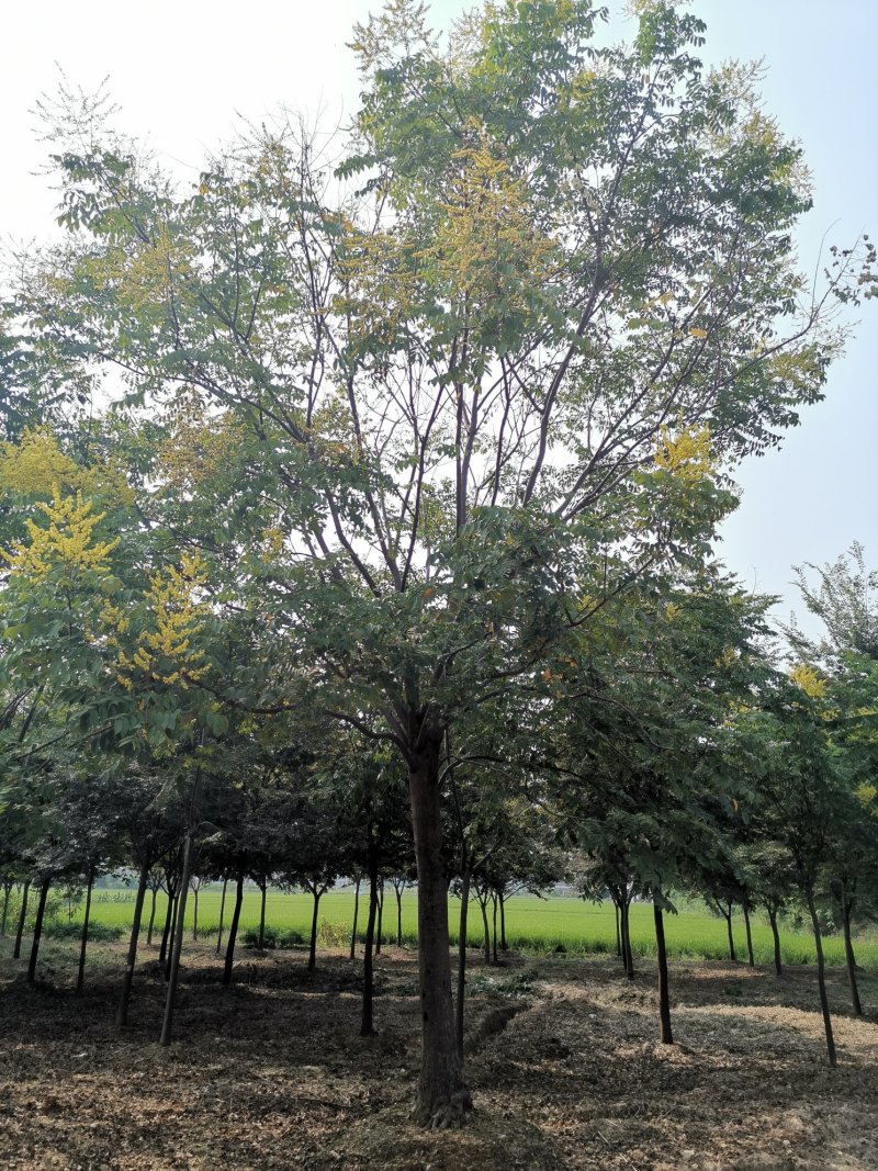 30-50大骨架移植栾树苗圃直供湖南益阳绿青苗木