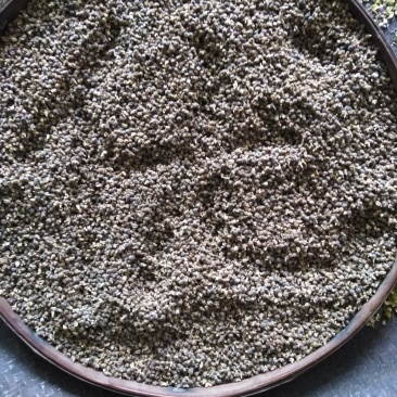 分批选成熟采收的黄花倒水莲种子