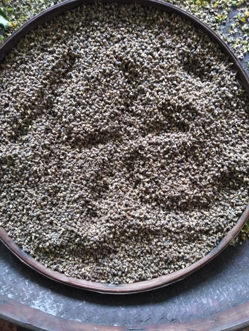 分批选成熟采收的黄花倒水莲种子