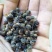 分批选成熟采收的黄花倒水莲种子