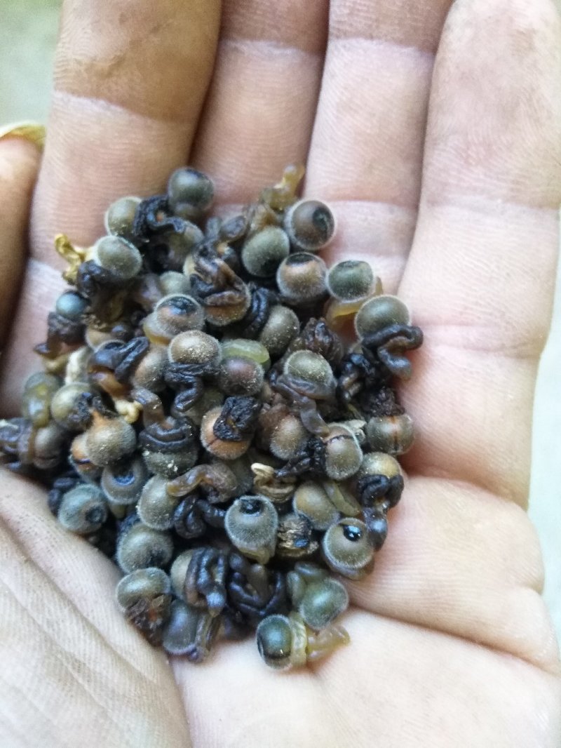分批选成熟采收的黄花倒水莲种子