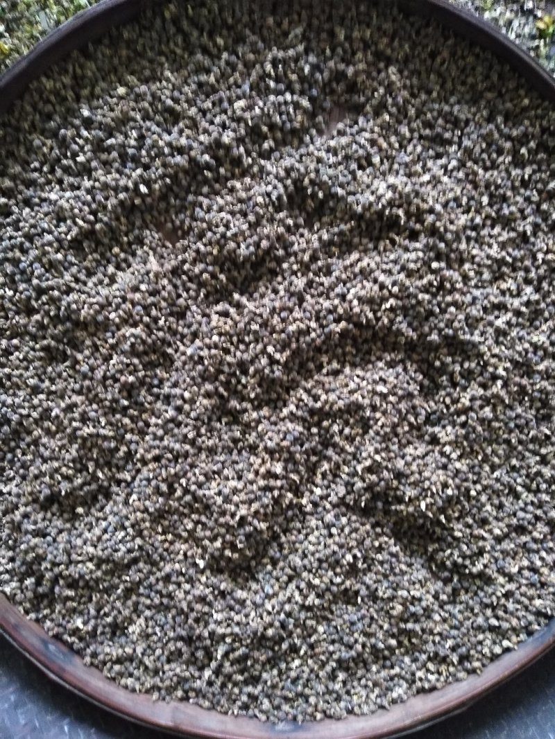 分批选成熟采收的黄花倒水莲种子