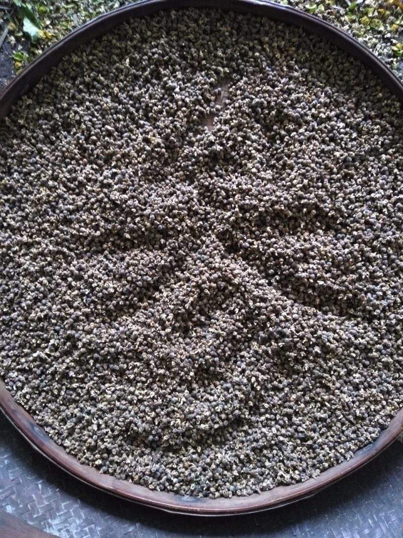 分批选成熟采收的黄花倒水莲种子