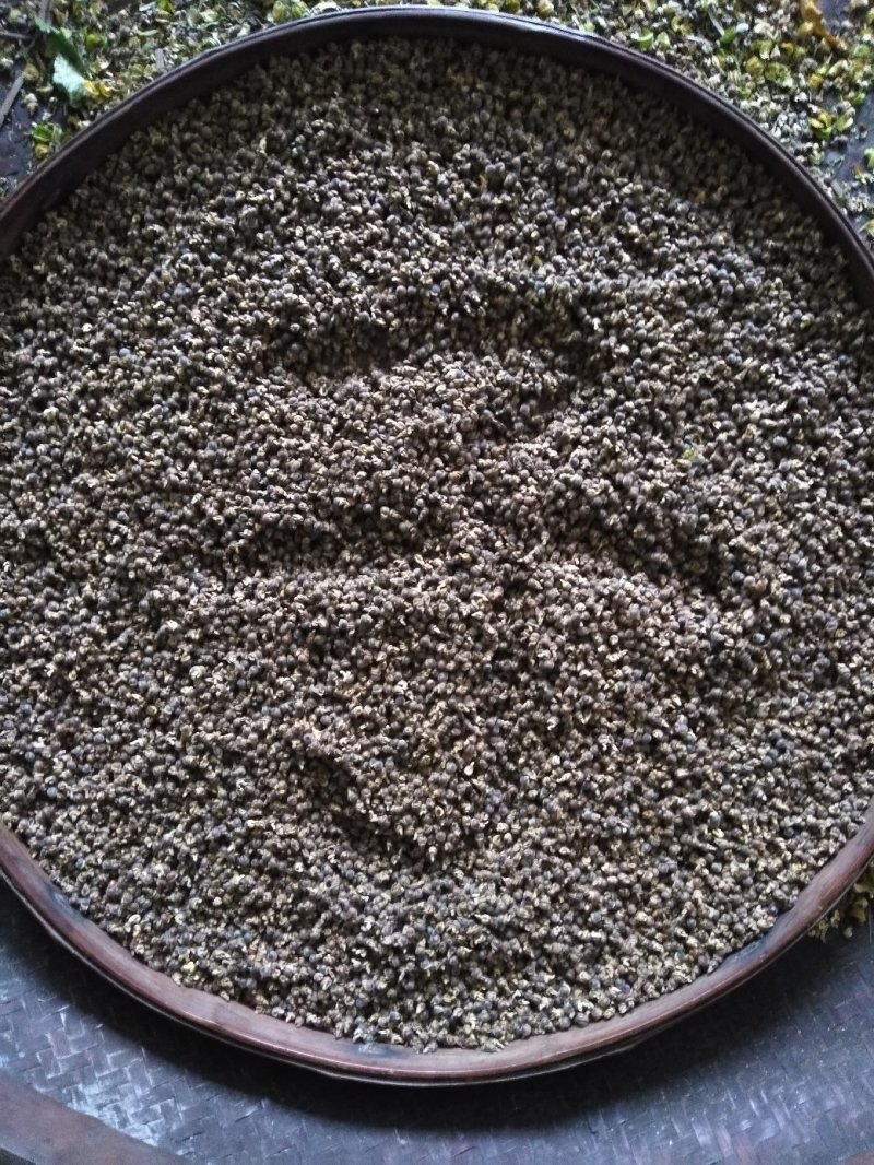 分批选成熟采收的黄花倒水莲种子