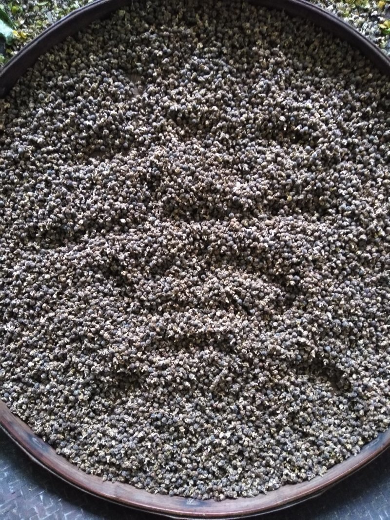 分批选成熟采收的黄花倒水莲种子
