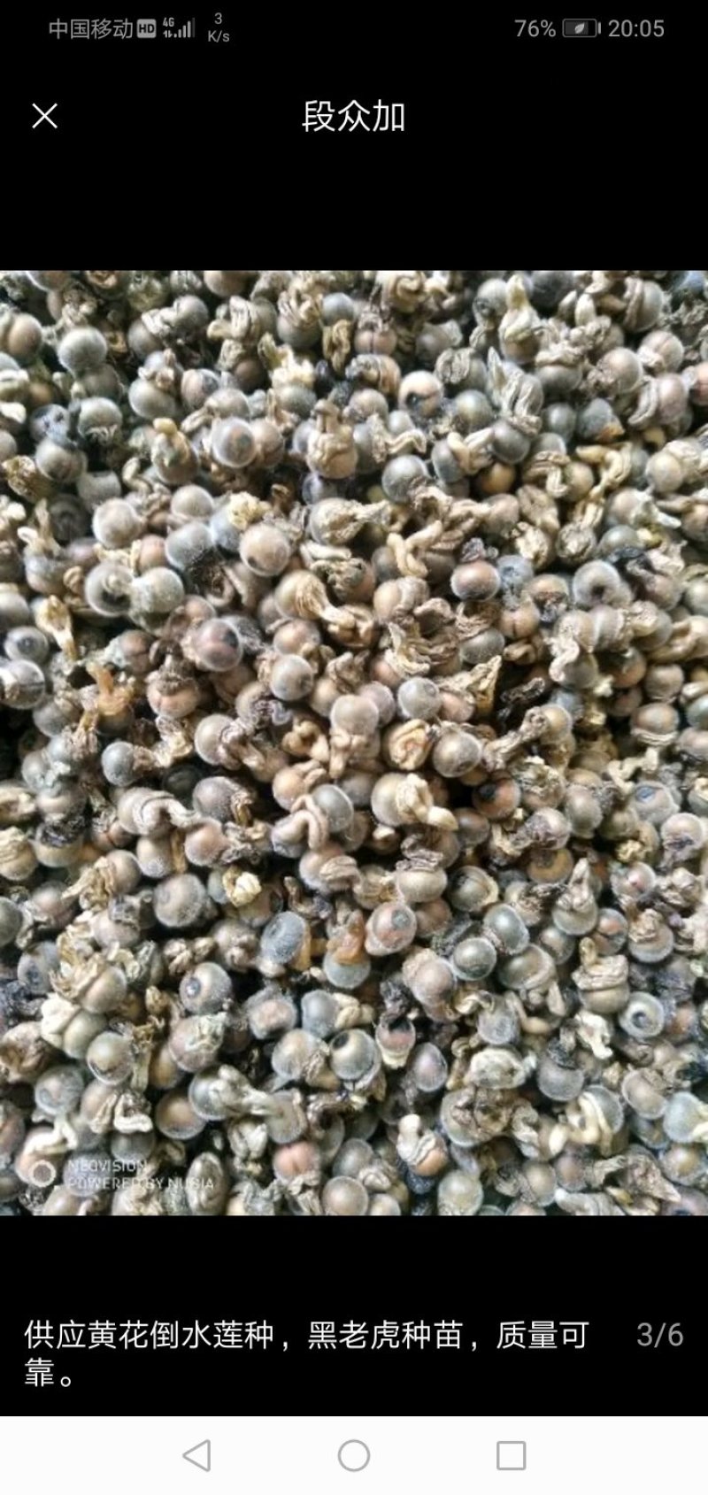 分批选成熟采收的黄花倒水莲种子