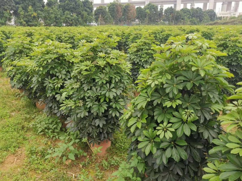 鸭脚木八方来财树盆栽鹅掌柴净盆栽盆栽花卉盆栽