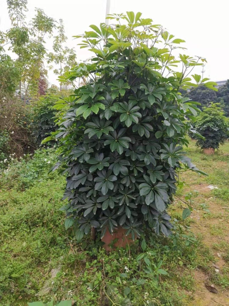 鸭脚木八方来财树盆栽鹅掌柴净盆栽盆栽花卉盆栽