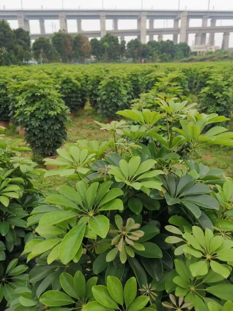 鸭脚木八方来财树盆栽鹅掌柴净盆栽盆栽花卉盆栽