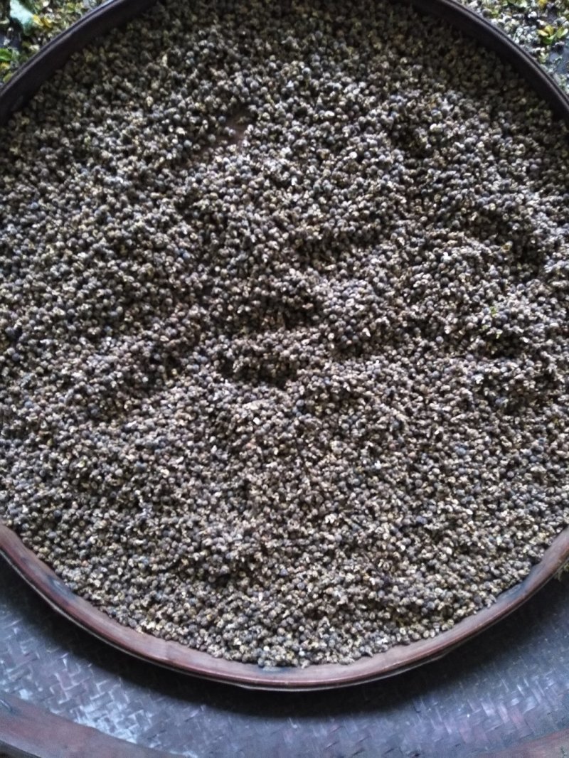 分批选成熟采收的黄花倒水莲种子