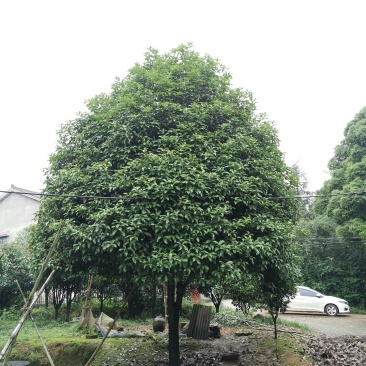 12-25公分桂花农户直销批发手续齐全质量保证