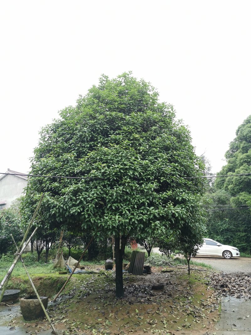 12-25公分桂花农户直销批发手续齐全质量保证