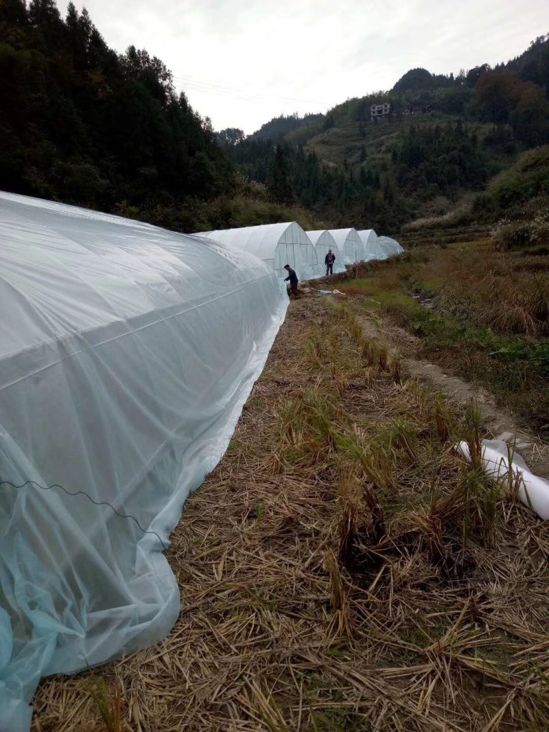 厂家直销温室大棚骨架钢管配件蔬菜大棚养殖大棚