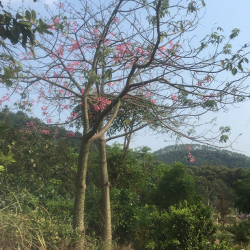 木棉树
