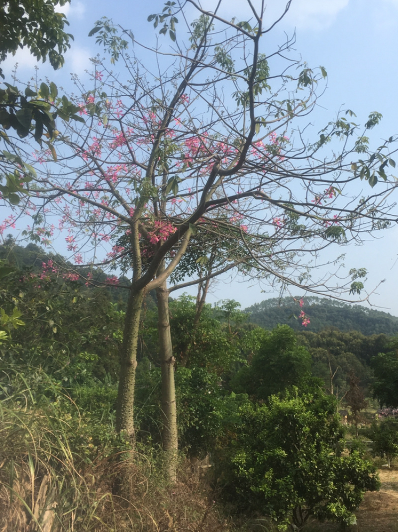 木棉树