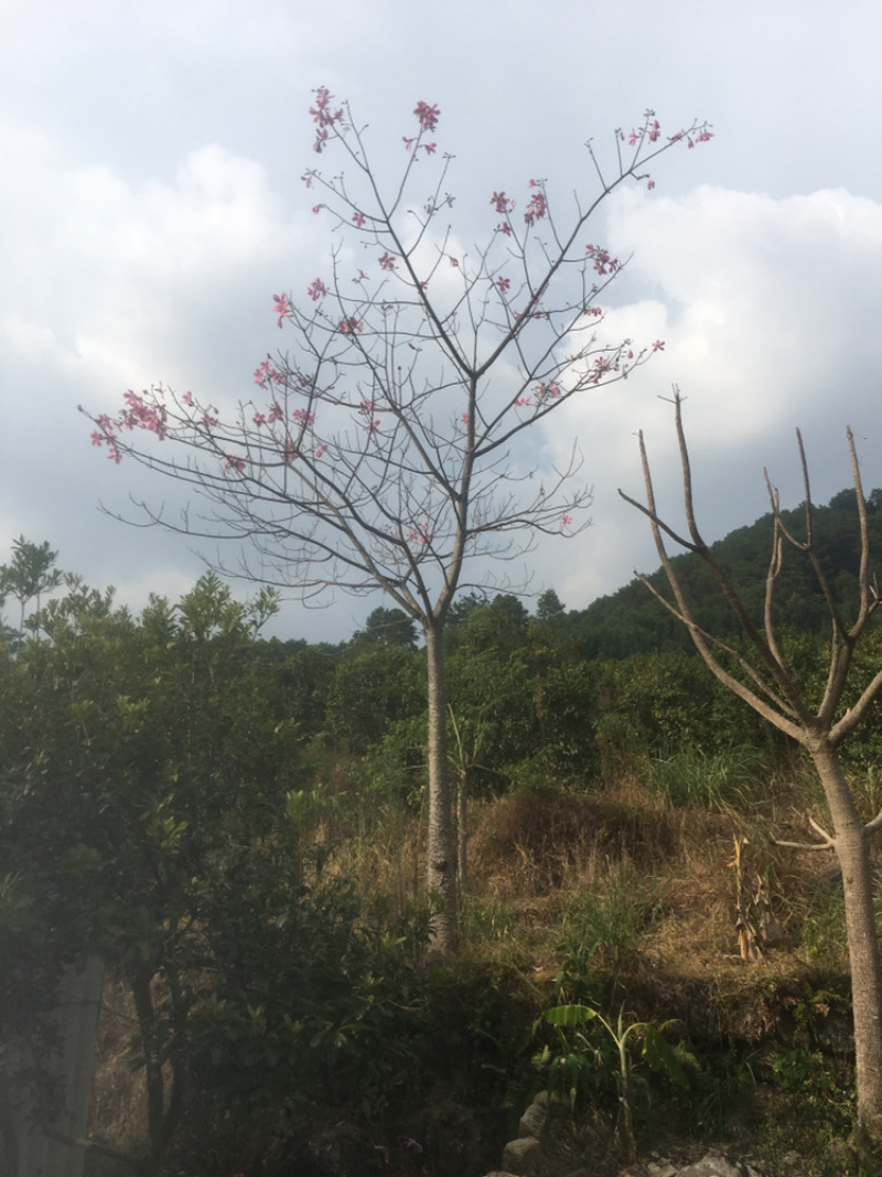 木棉树