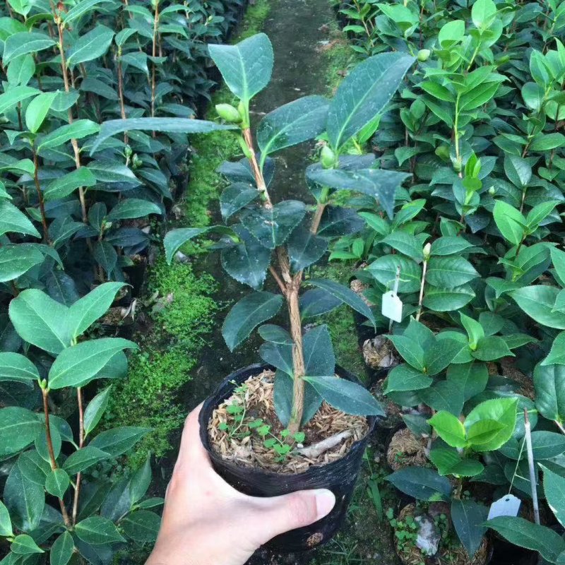 名贵品种茶花：皇家天鹅绒茶花苗产地发货快递包邮