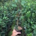 名贵品种茶花：皇家天鹅绒茶花苗产地发货快递包邮
