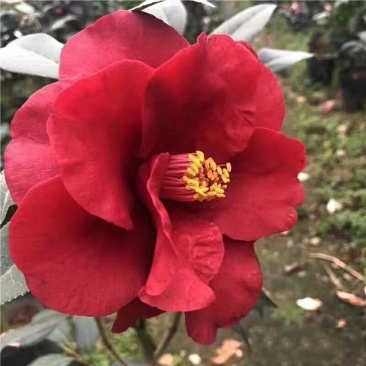 名贵品种茶花：皇家天鹅绒茶花苗产地发货快递包邮