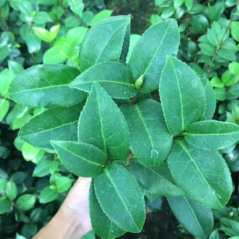 名贵品种茶花：黛比茶花苗原盆原土产地发货快递包邮