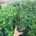 名贵品种茶花：黛比茶花苗原盆原土产地发货快递包邮