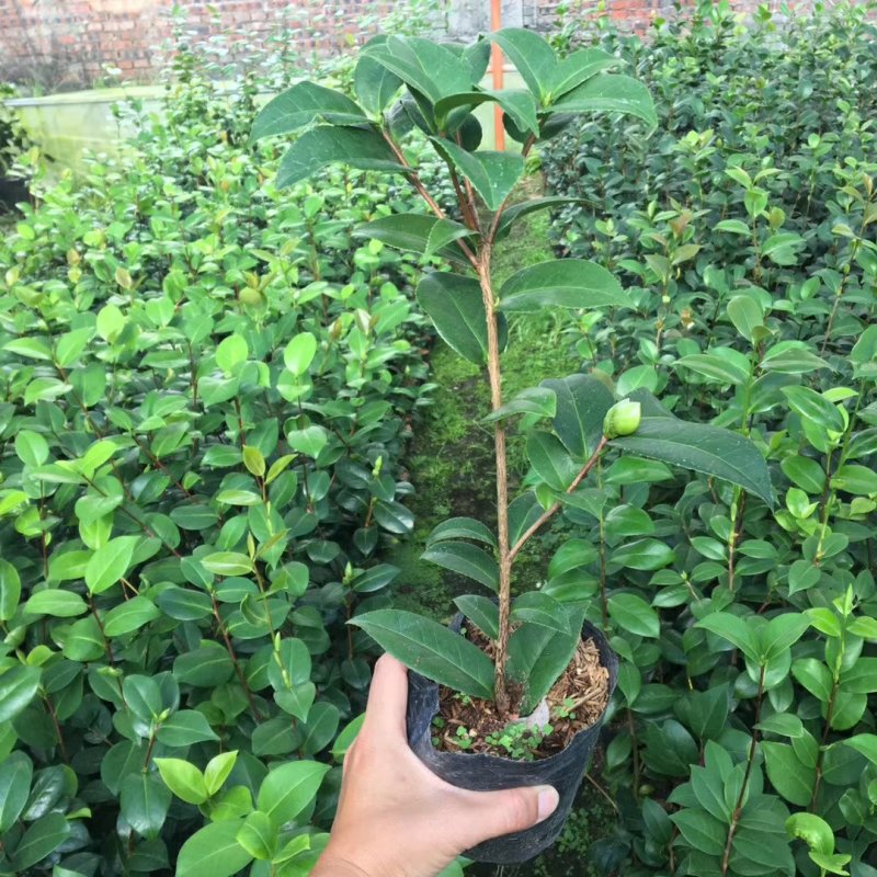 名贵品种茶花：黛比茶花苗原盆原土产地发货快递包邮