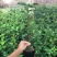 名贵品种茶花：黛比茶花苗原盆原土产地发货快递包邮