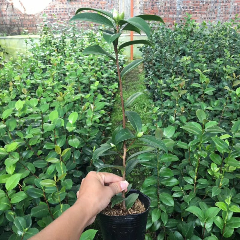 名贵品种茶花：黛比茶花苗原盆原土产地发货快递包邮