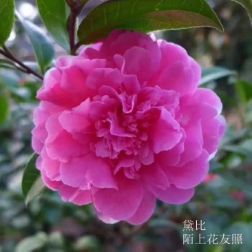 名贵品种茶花：黛比茶花苗原盆原土产地发货快递包邮