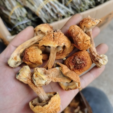 姬松茸大朵云南野生蘑菇菌子