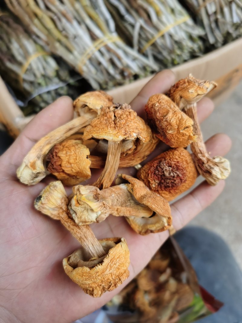 姬松茸大朵云南野生蘑菇菌子