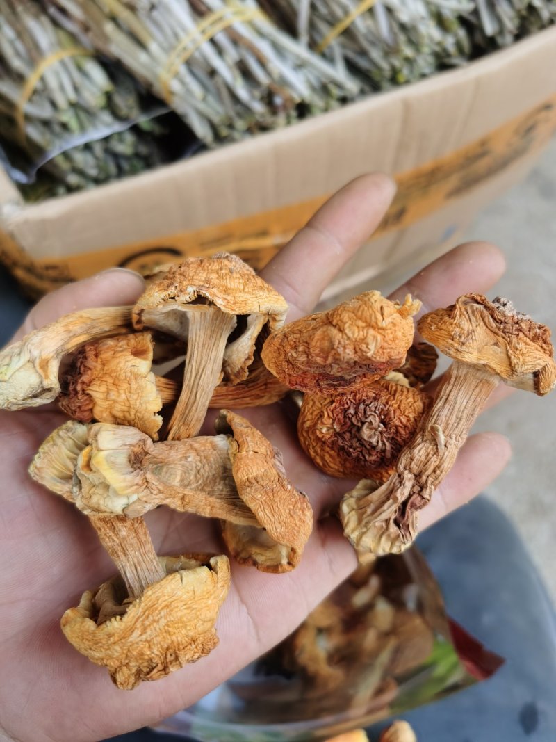 姬松茸大朵云南野生蘑菇菌子