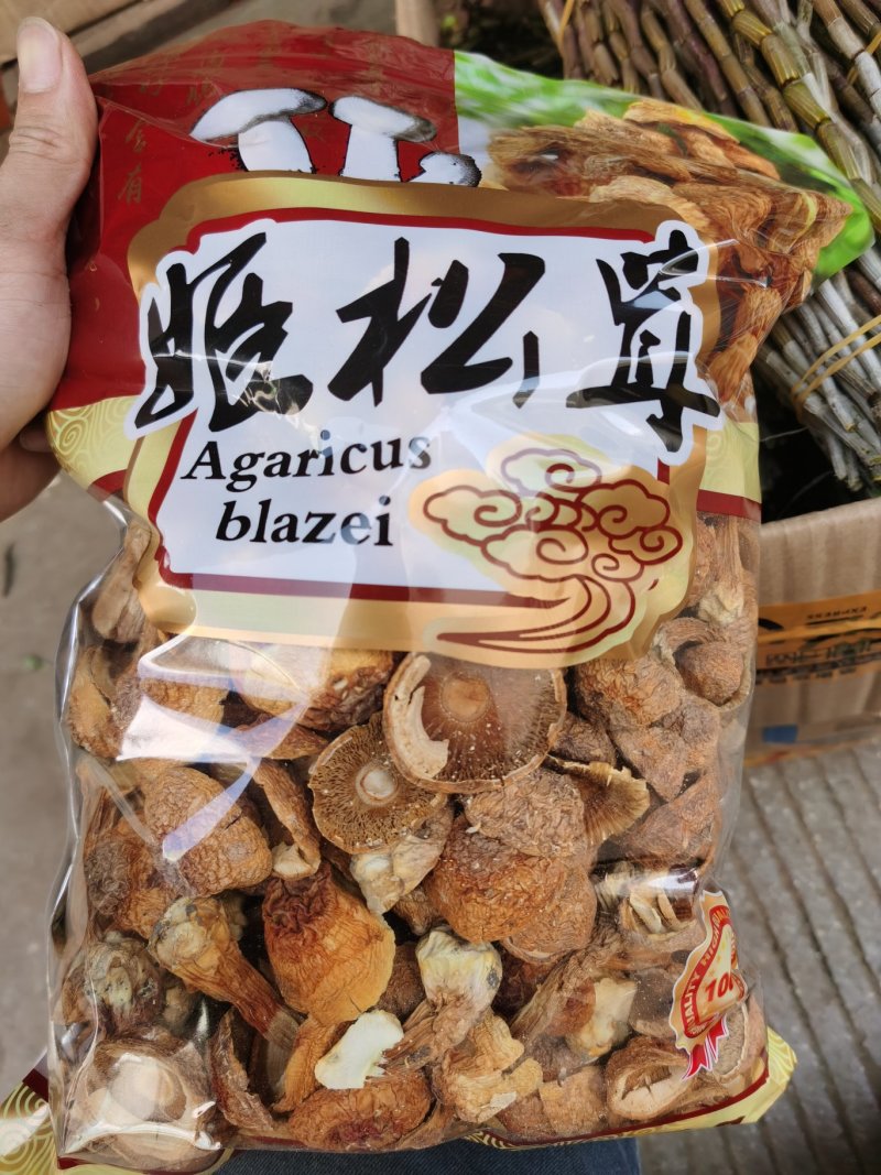 姬松茸大朵云南野生蘑菇菌子