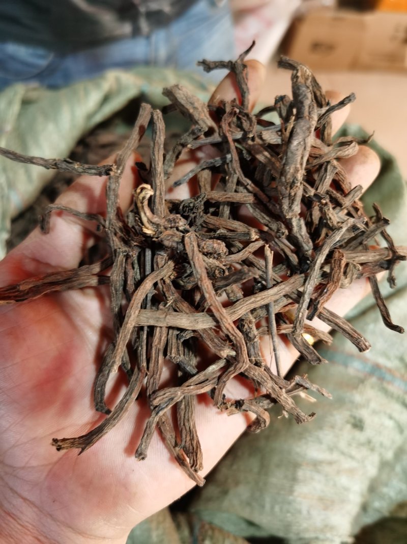 云南野生紫丹参水洗丹参条