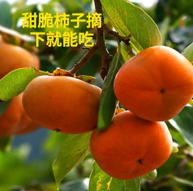 【柿子树苗】甜脆柿子树苗火晶柿子树苗黑柿子树苗