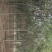 国槐1~2米10~12cm8~10cm
