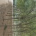 国槐1~2米10~12cm8~10cm