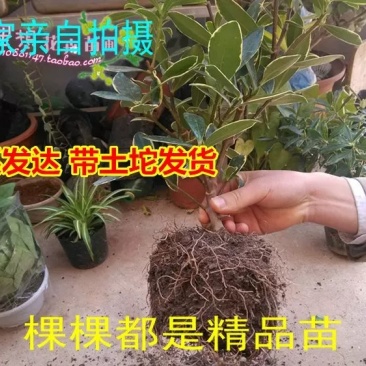 瑞香花苗。金边瑞香。带土球发。