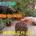 瑞香花苗。金边瑞香。带土球发。