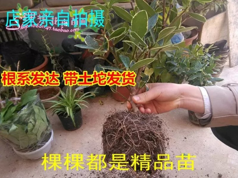 瑞香花苗。金边瑞香。带土球发。