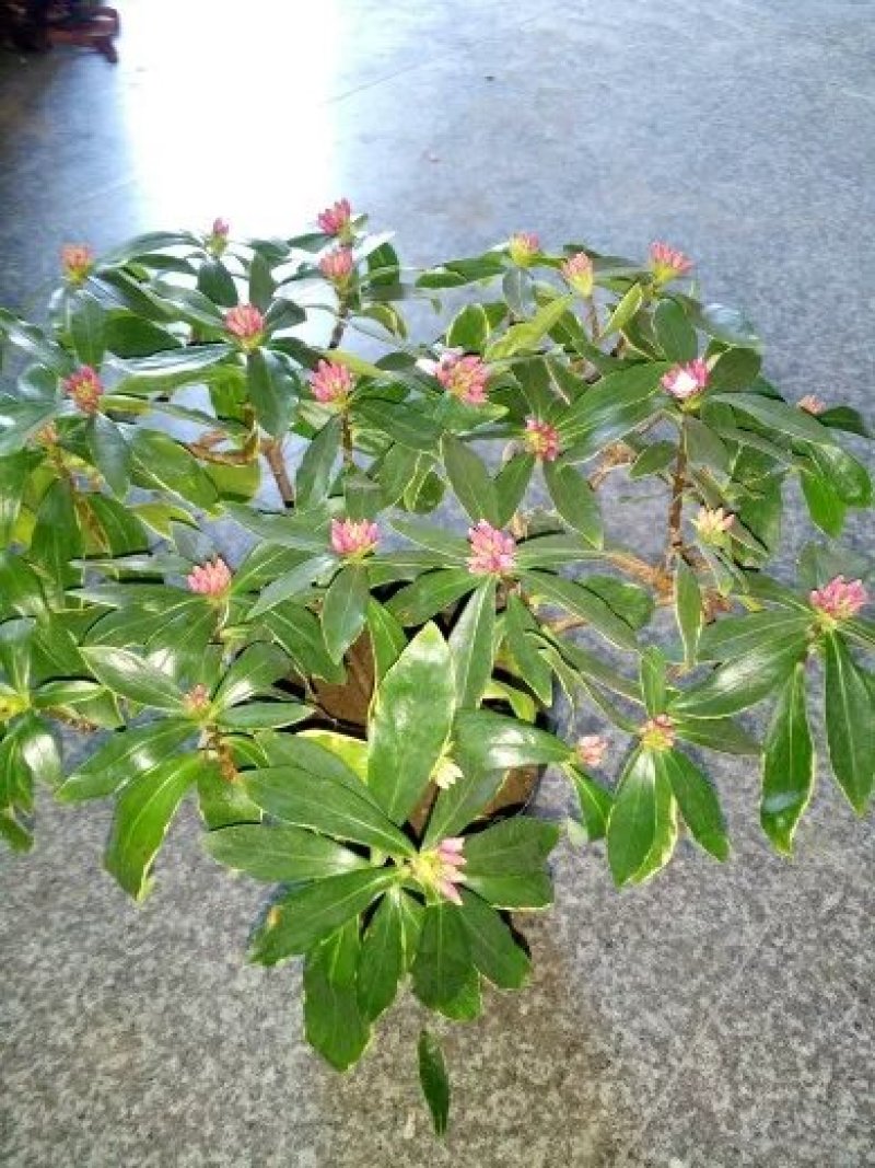 瑞香花苗。金边瑞香。带土球发。
