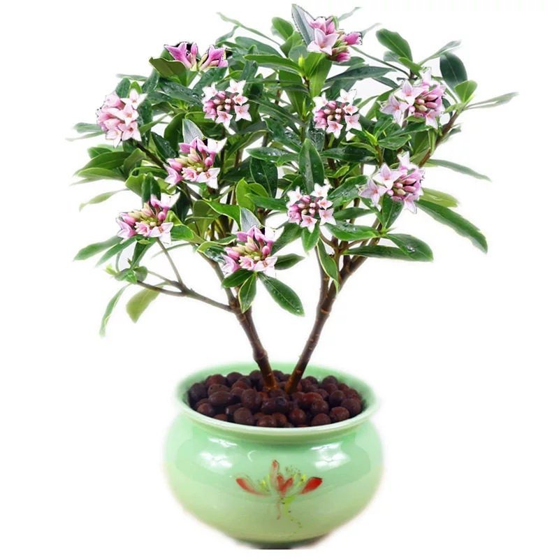 瑞香花苗。金边瑞香。带土球发。