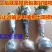 瑞香花苗。金边瑞香。带土球发。