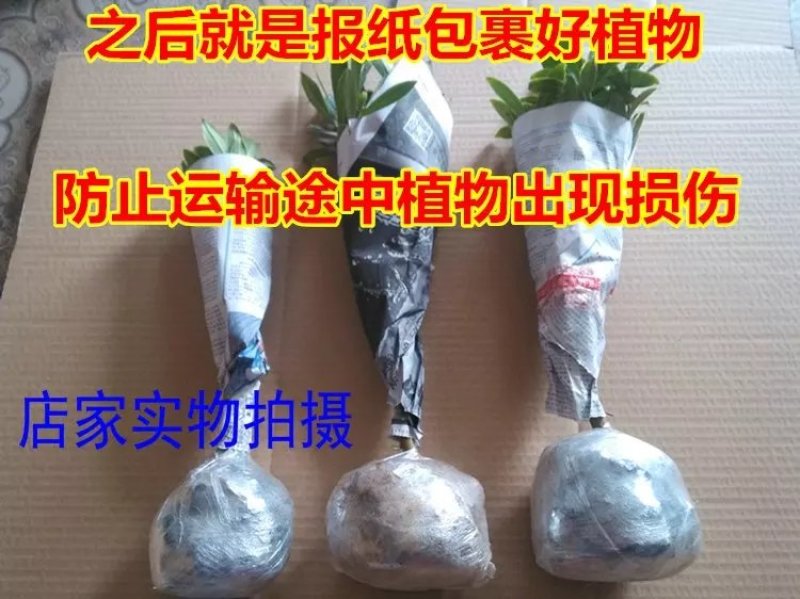 瑞香花苗。金边瑞香。带土球发。