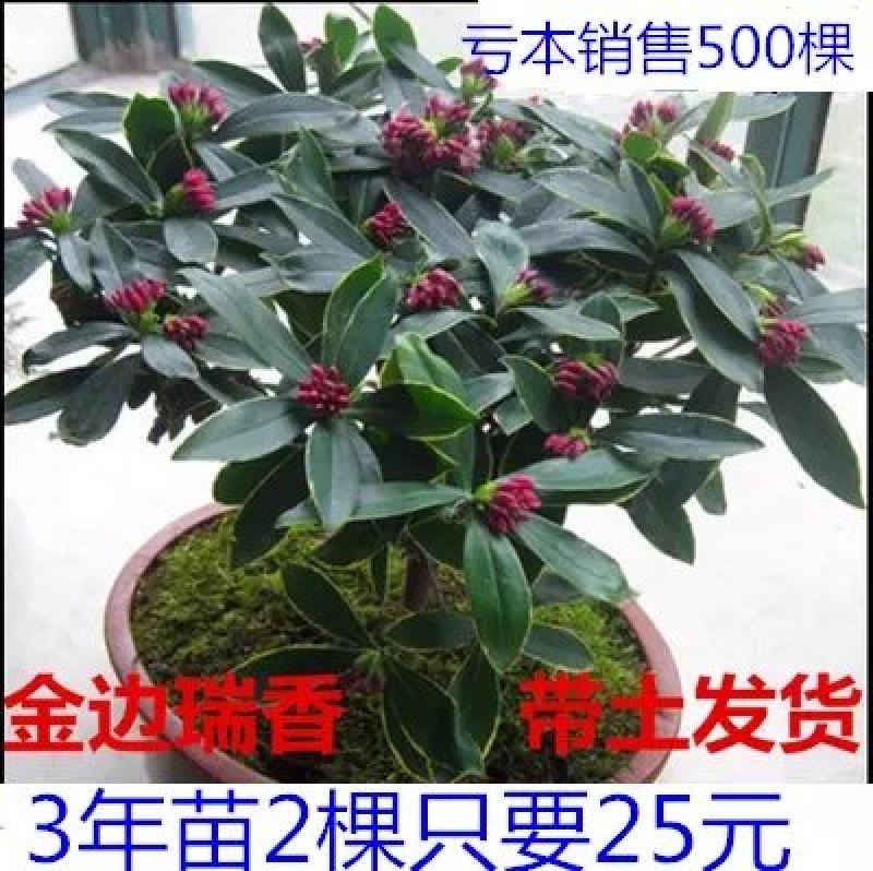 瑞香花苗。金边瑞香。带土球发。